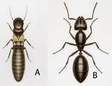 Difference Between Termites And Winged Ants Pictures