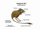 Pictures of Kangaroo Rat Adaptations