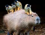 Worlds Largest Rodent Photos