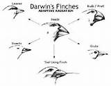 Pictures of Theory Of Evolution Lamarck And Darwins