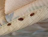 Pictures of How To Get Rid Of Bed Bugs Mattress