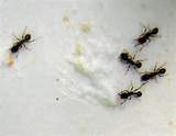 Pictures of What Do White Ants Look Like