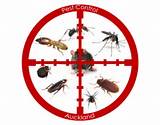 Pictures of Pest Control Services Auckland