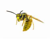 Wasp Removal Images