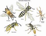 Yellow Jacket Vs Paper Wasp Images