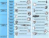 Organisms That Formed Index Fossils