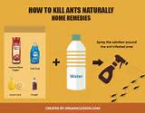 Ant Control Home Remedy Vinegar Images
