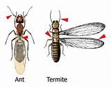 Brown Termites Without Wings Pictures