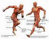 Photos of Core Muscles Used In Running