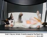 Photos of Spayed Cat In Heat