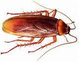 Photos of Cockroach Poison