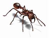 Getting Rid Of Carpenter Ants Photos