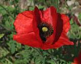 Veterans Poppy Flower