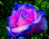 Blue Rose Flower Images