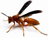 What Is A Red Wasp