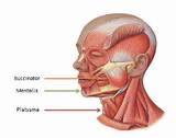 Exercises Jaw Muscles Pictures
