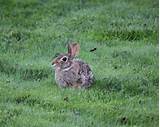 Rabbits Garden Pest Control