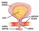 Sphincter Muscle Exercises Pictures