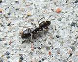 Carpenter Ants Quebec Pictures