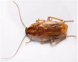 Cockroach Video Images
