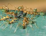 Images of Baby White Ants