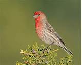 Photos of Picture Of House Finch
