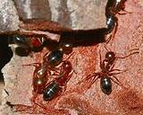Carpenter Ants Oklahoma Photos