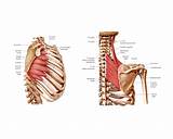 Pictures of Scapular Muscle Exercises