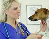 Vet Assistant Salary Images