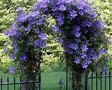 Climbing Flowers For Fences Pictures