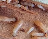 Images of Termite Control San Diego