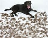 Pictures of Dog Clothes To Stop Shedding