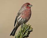 Images of House Finch Red