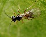 Images of What Is A Parasitic Wasp