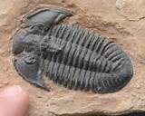 Photos of Cast Fossils