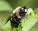 Images of Images Of Carpenter Bees