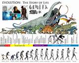 Pictures of History Of The Theory Of Evolution
