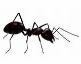 Little Black Ant Control