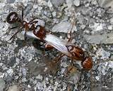 Large Fire Ants Images