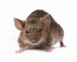 Rat Rodent Control