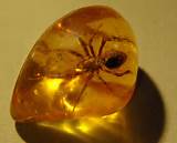 Amber Fossils Images