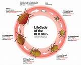Chemical Free Bed Bug Treatment Pictures