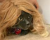 Images of Managing Cat Hair