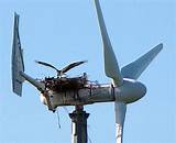 Images of Wind Turbines Kill Bald Eagles