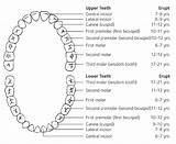 Photos of How To Do Dental Charting