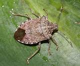 Images of Stink Bug Control In House