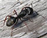 Pictures of Modoc Carpenter Ants