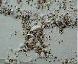 Images of Carpenter Ants Poop