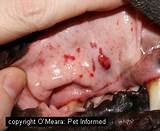 Photos of Hemophilia In Dogs Treatment