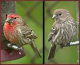 Male And Female House Finch Photos